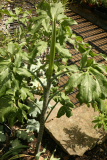 Dracunculus vulgaris RCP5-10 495.jpg